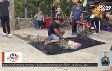 ชาวบ้านผวาจระเข้วัดหลุด จ.ชลบุรี