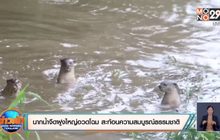 ​นากน้ำจืดฝูงใหญ่อวดโฉม แสดงถึงความสมบูรณ์ของธรรมชาติ