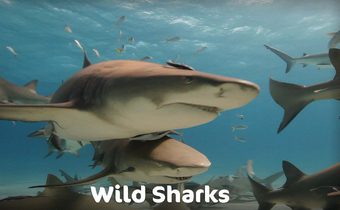 Wild Sharks
