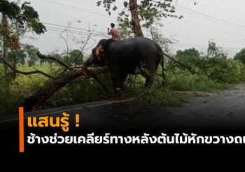 ช้างช่วยเคลียร์ทางกิ่งไม้หักขวางถนน ควาญเผยกระซิบบอก ‘ช่วยหน่อยนะลูก’