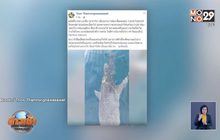 ช่วยฉลามวาฬเชือกรัดคอ