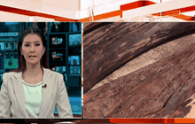 หนองคายตรวจยึดไม้พะยูง 127 ท่อน