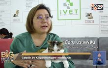 Big hero พลังคนดี ตอน Catster by Kingdomoftigers คาเฟ่แมวจร