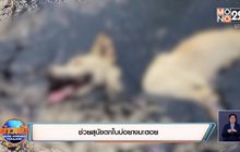 ช่วยสุนัขตกในบ่อยางมะตอย