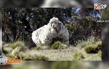 แกะขนหนาที่สุดในโลกเสียชีวิต