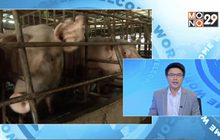 เฝ้าระวังโรคระบาดหมูพื้นที่ชายแดน จ.เชียงใหม่