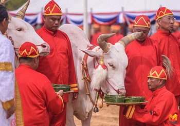 เปิดคำทำนายเสี่ยงทาย  7 อาหาร พระโค พระราชพิธีแรกนาขวัญ