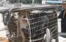 สุนัขกับไก่ ในกรงเดียวกัน