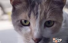 Movie Review : Kedi เมืองแมว