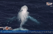 พบวาฬหลังค่อมสีขาวตัวใหม่ในออสเตรเลีย