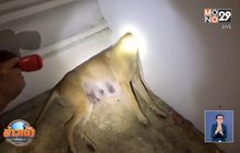 กู้ภัยเร่งช่วยสุนัขหัวติดใต้โบสถ์