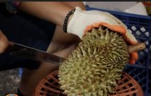 แห่ขายทุเรียนออนไลน์ สร้างรายได้ช่วงโควิด-19