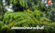 สภาพาอากาศวันนี้ ระวังฝนตกหนักหลายพื้นที่ / พายุโซนร้อนหวู่ติบ ไม่เข้าไทย