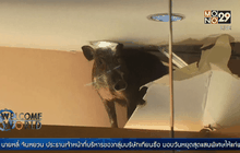 หมู่ป่าโผล่กลางห้างในฮ่องกง