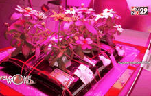 ดอกไม้ดอกแรกในอวกาศ