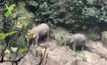 ช้างป่าสองแม่ลูกขึ้นฝั่งน้ำตกเหวนรกปลอดภัย