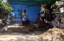 หัวหินประกาศกาฬโรคแอฟริการะบาดในม้า