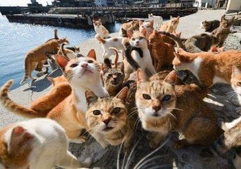 ‘เกาะแมว’ หายห่วง!! รัฐบาลญี่ปุ่นส่ง จนท.ต้อนฝูงแมวเข้าที่ปลอดภัยแล้ว