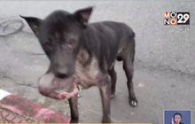 วอนผู้ใจบุญช่วยเหลือ สุนัขป่วยเนื้องอกสุดเวทนา