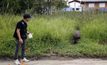 ปศุสัตว์เร่งจับหมูป่ากว่า 70 ตัวใต้ทางด่วนแจ้งวัฒนะ
