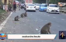วอนขับรถช้าระวังชนลิง