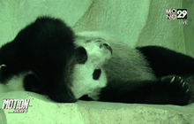 สวนสัตว์เชียงใหม่ลุ้น “หลินฮุ่ย” ตั้งท้อง