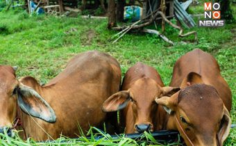 รู้จักโรคแอนแทรกซ์ โรคติดต่อรุนแรงจากสัตว์สู่คน