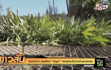 ราชกิจจาฯ ปลดล็อก “กัญชา” หลายส่วนไม่ถือเป็นยาเสพติด