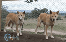 ออสเตรเลียเพาะเลี้ยงหมาป่าดิงโก