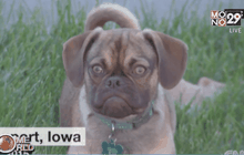 “เอิร์ล” สุนัขหน้ายุ่งสุดฮ็อต