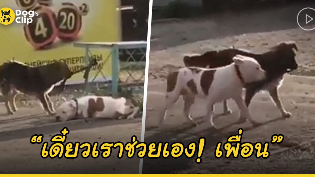 น้องหมาจรใจดีเห็นเพื่อนถูกล่าม จึงเข้าช่วยปลดเชือกให้เป็นอิสระ 