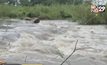 ฝนตกชุกป่าแม่วงก์ น้ำป่าทะลัก