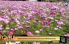 คอสมอสวัดหนองโคพรหมนิมิตบานสะพรั่งรับลมหนาว