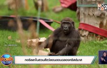กอริลลาในสวนสัตว์ลอนดอนฉลองคริสต์มาส