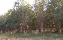 เร่งเกี่ยวข้าวหนีช้างป่า จ.บึงกาฬ