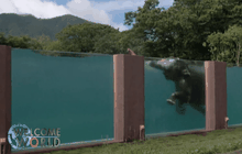 สวนสัตว์ญี่ปุ่นสร้างสระว่ายน้ำให้ช้าง