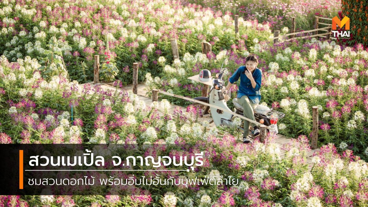 สวนเมเปิ้ล จ.กาญจนบุรี ชมสวนดอกไม้ พร้อมอิ่มไม่อั้นกับบุฟเฟ่ต์ลำไย