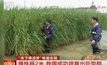 จีนทดลองปลูกข้าวยักษ์สายพันธุ์ใหม่สูง 2.2 เมตร