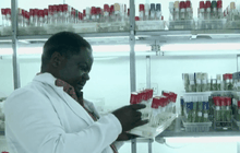 ยูกันดาพัฒนากล้วย GMO ต้านโรค