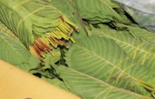 จับคนร้ายใช้รถไปรษณีย์ขนใบกระท่อม