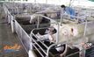 เกษตรกรราชบุรีค้านนำเข้าเนื้อหมูจากสหรัฐฯ