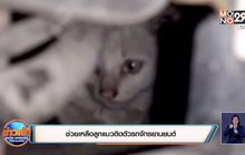 ช่วยเหลือลูกแมวติดตัวรถจักรยานยนต์