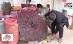 จีนพบเห็ดหลินจือยักษ์ ขนาดเท่าร่ม
