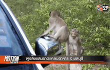 ฝูงลิงแสมขาดแคลนอาหาร จ.ชลบุรี