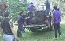 ย้ายหมีควายทำร้ายคนให้ศูนย์เพาะเลี้ยงเขาค้อดูแล