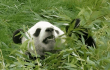 อุจจาระแพนด้าอาจเป็นแหล่งพลังงานในอนาคต