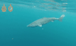 ฉลามกรีนแลนด์เป็นสัตว์มีกระดูกสันหลังอายุมากที่สุด
