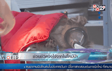 ช่วยชีวิตจิงโจ้จากไฟไหม้ป่า