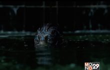 The Shape of Water คว้ารางวัลสิงโตทองคำที่เทศกาลหนังเวนิซ 2017
