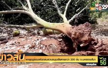 พายุฤดูร้อนพัดถล่มสวนขนุนเสียหายกว่า 200 ต้น จ.นครราชสีมา